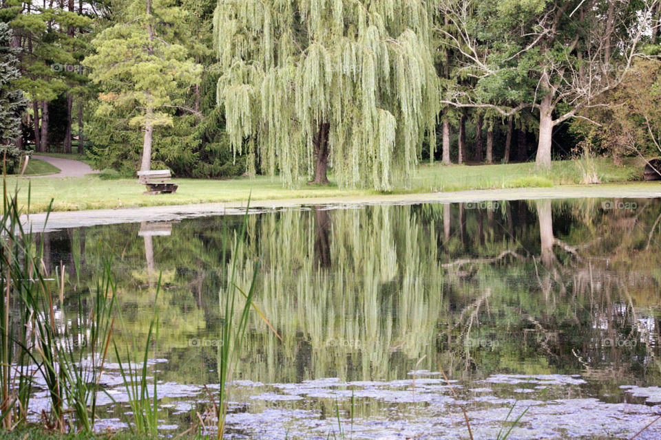 Willow tree