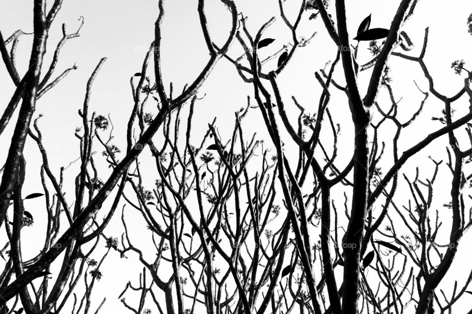 Black and white tree branch on white background 