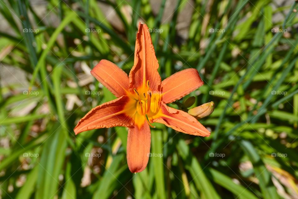 Closeup of a flower. Closeup of a orange flower