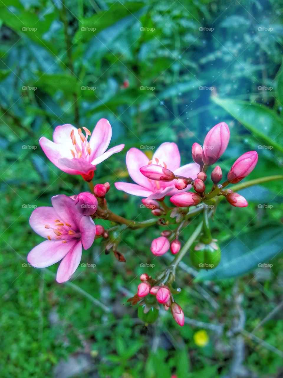Beautiful flower 🌺