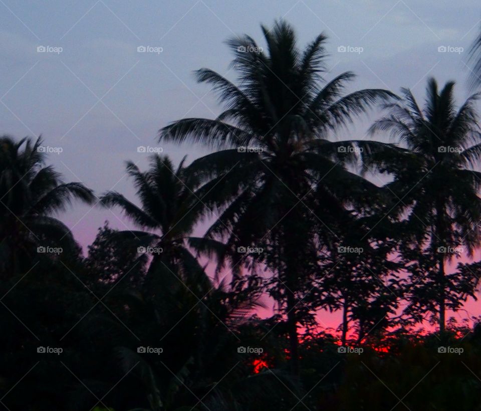 Last sunset and silhouette trees