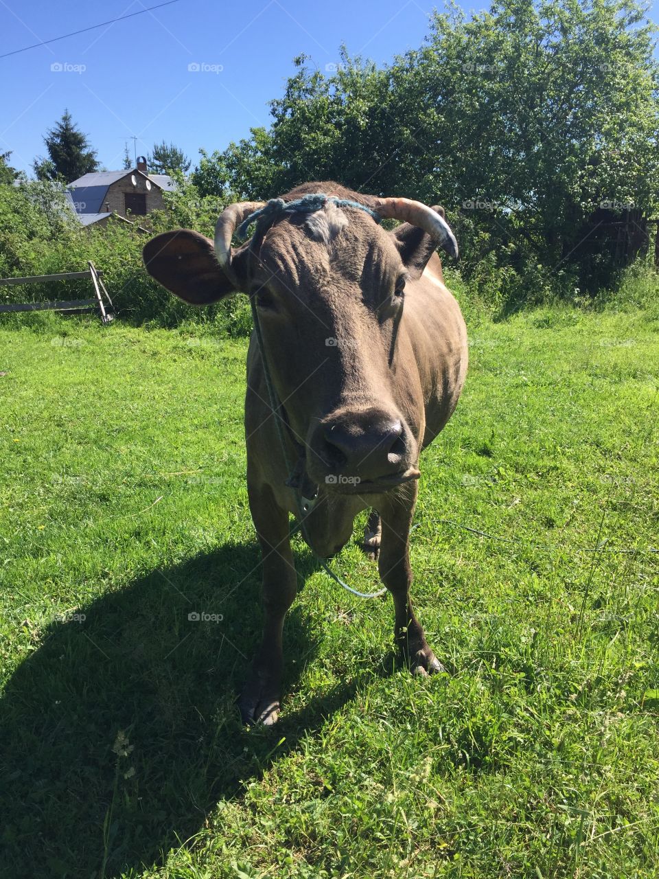 Brown cow grazing in the meadow
