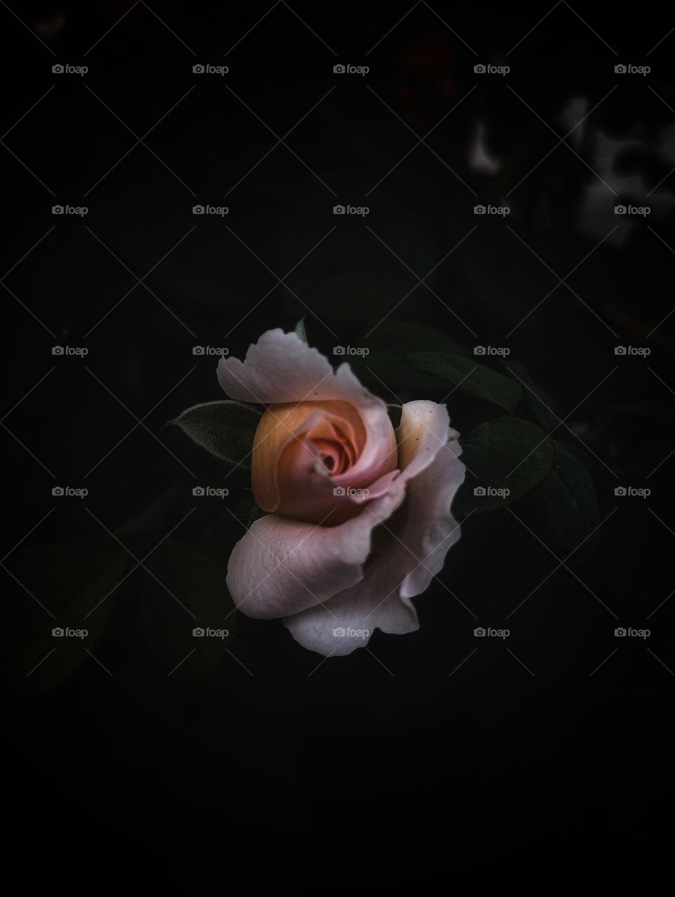 rose picture pink rose pink rose picture