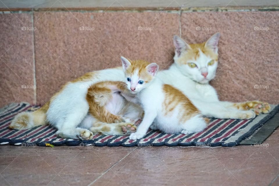mom cat and her kids