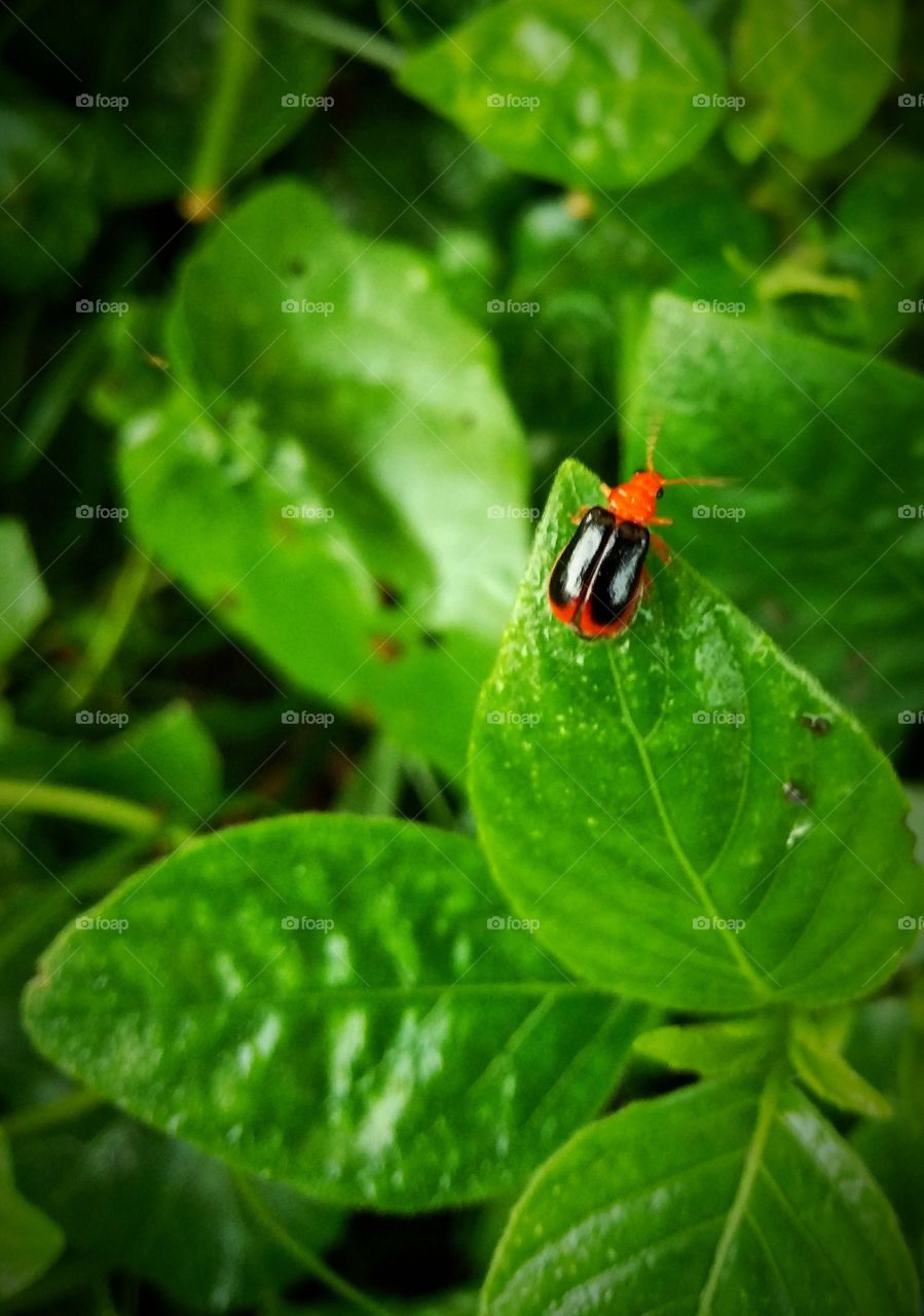 A Very Beautiful Black &Orange Bug.