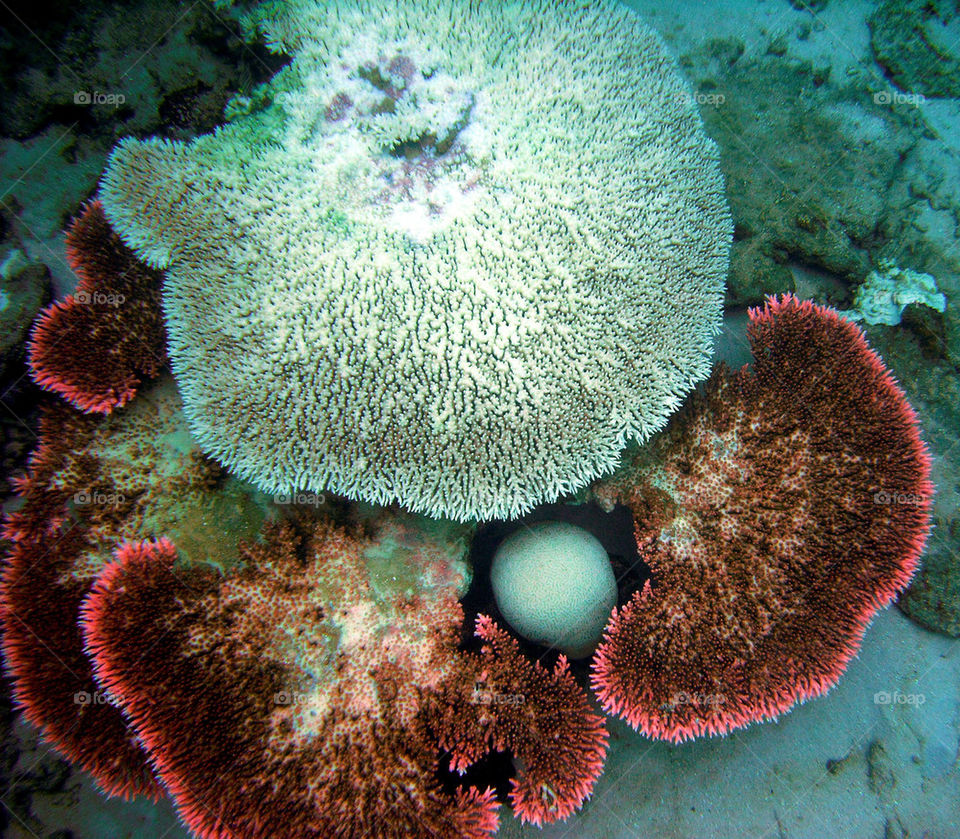 ocean sea island coral by paullj