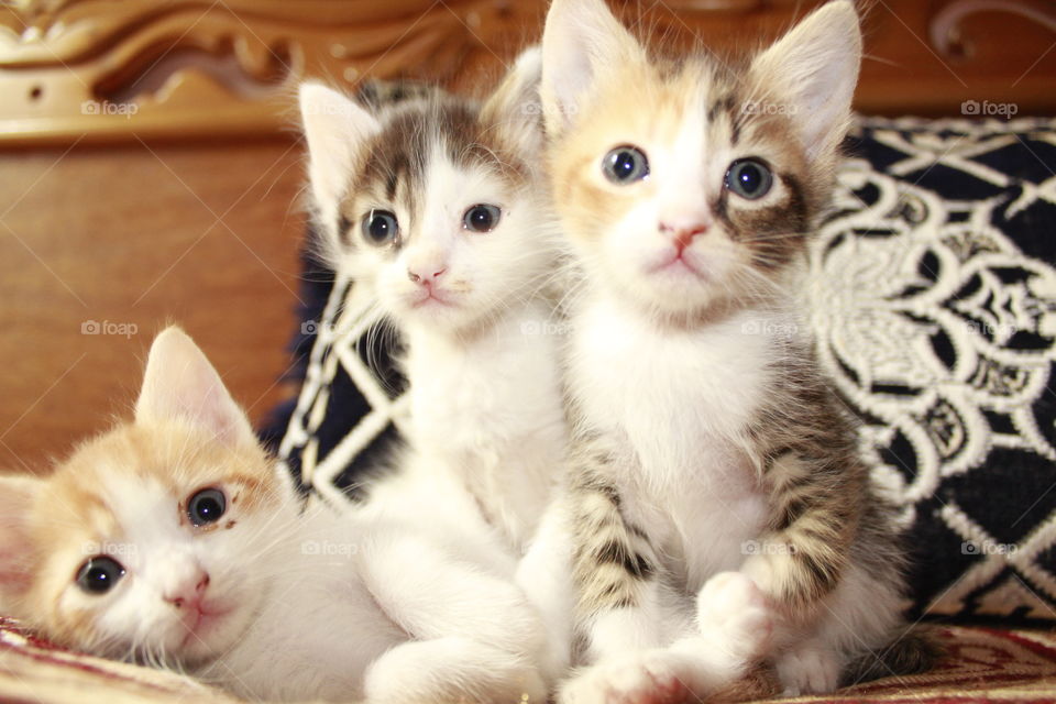 Close-up of kittens on bed