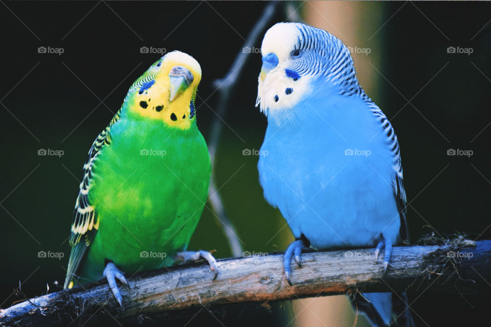 Bird, Wildlife, Animal, No Person, Parrot