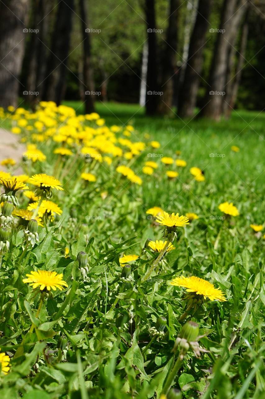 dandelions