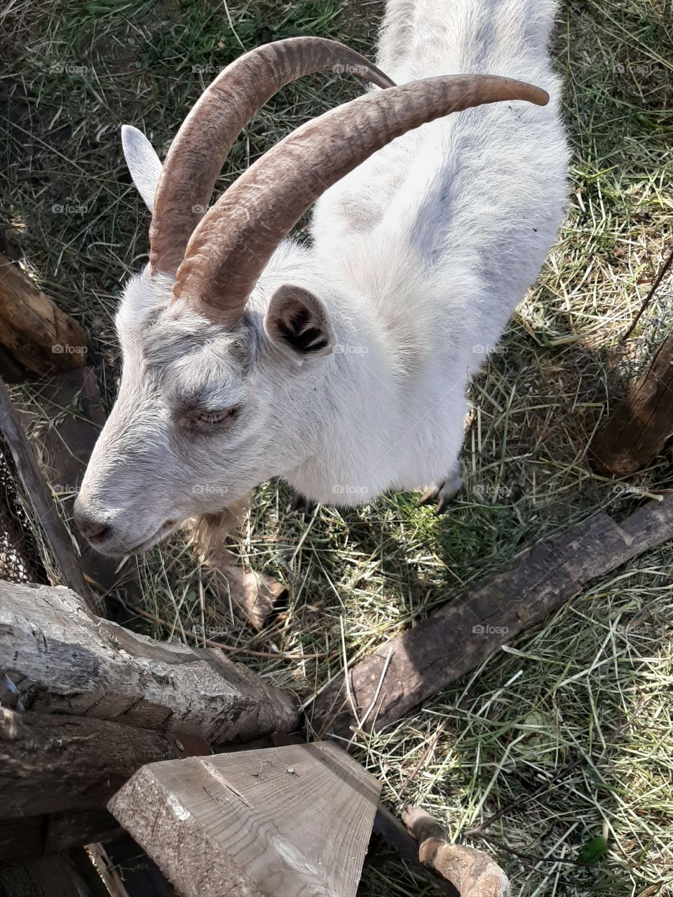 White goat with big horns