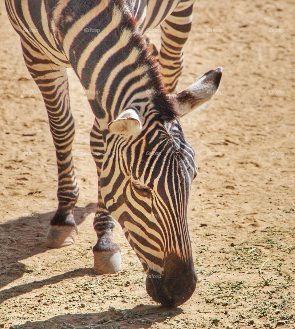 zebra