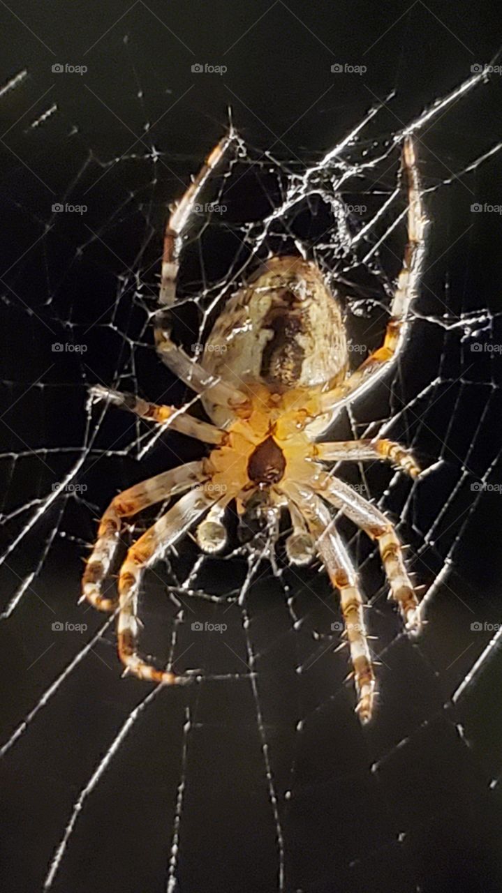 spider arachnophobia web insect