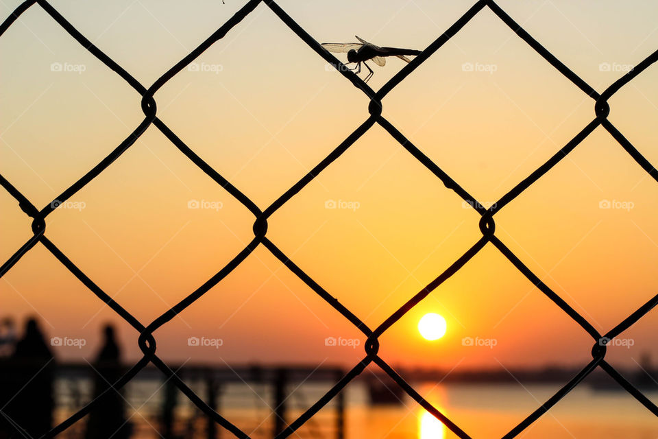 Dragonfly on fence during sunset