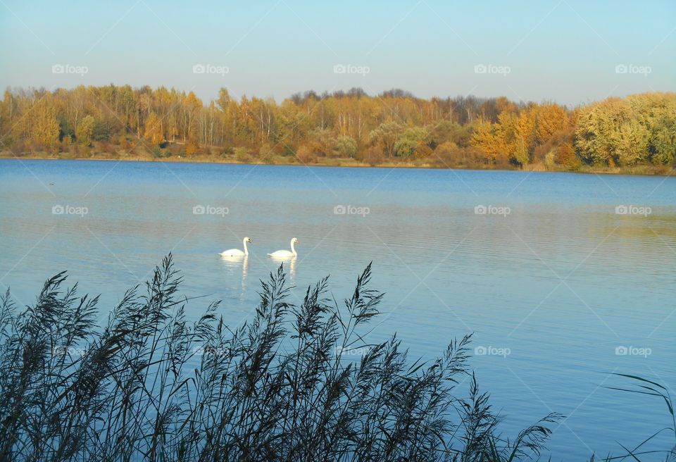 lake swans