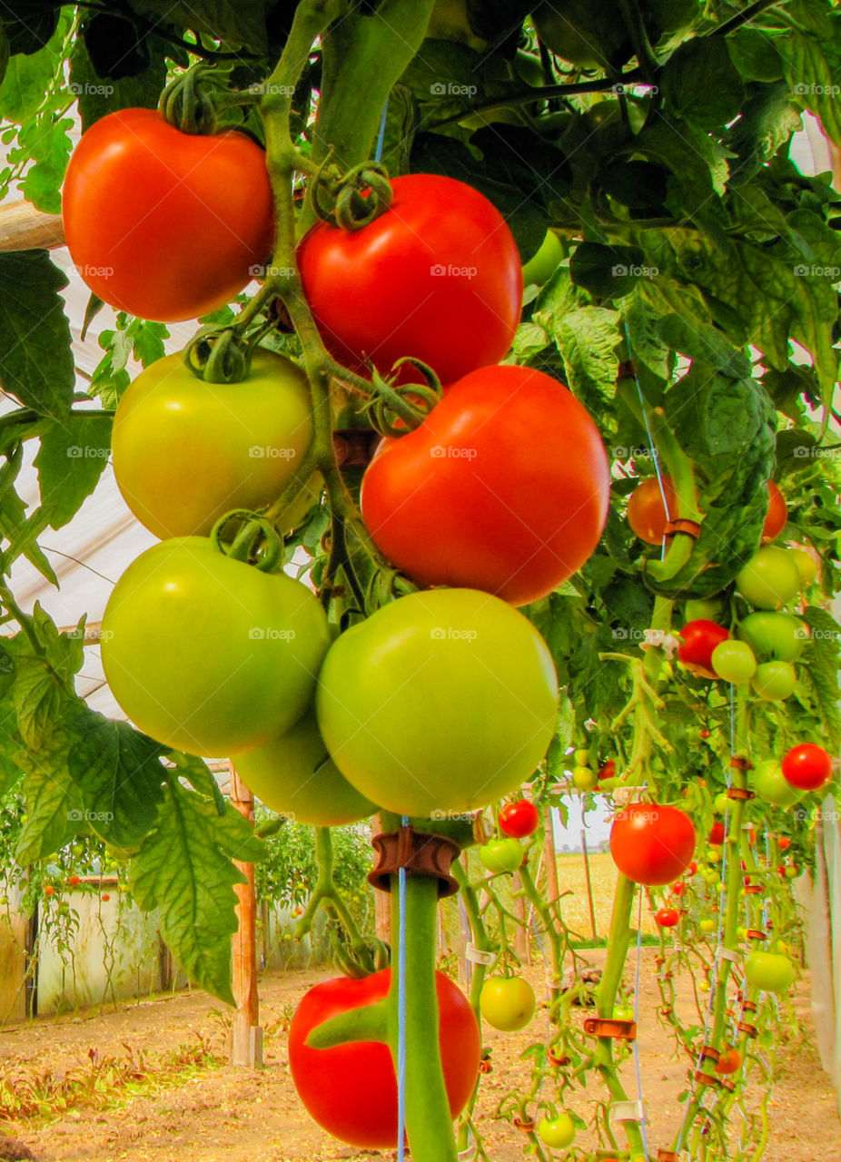fresh organic tomatoes on tree in a greenhouse