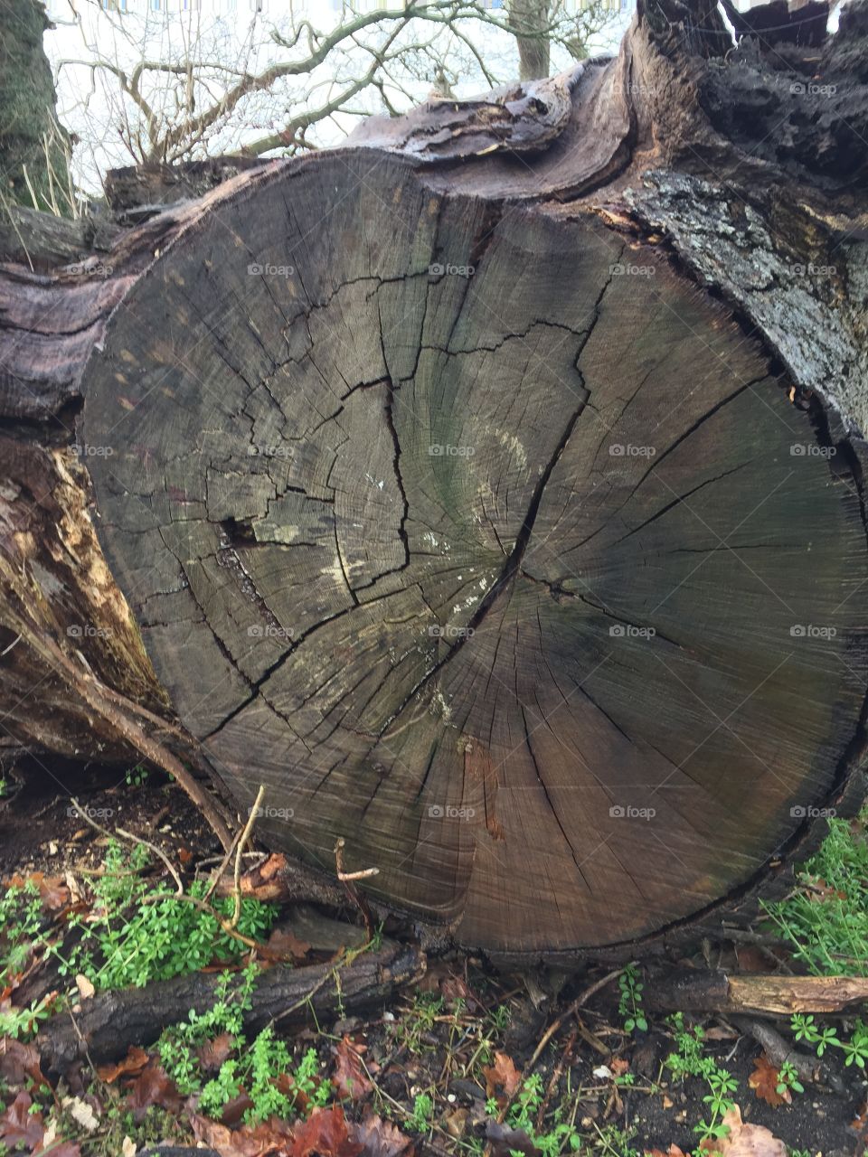 Tree stump in the woods