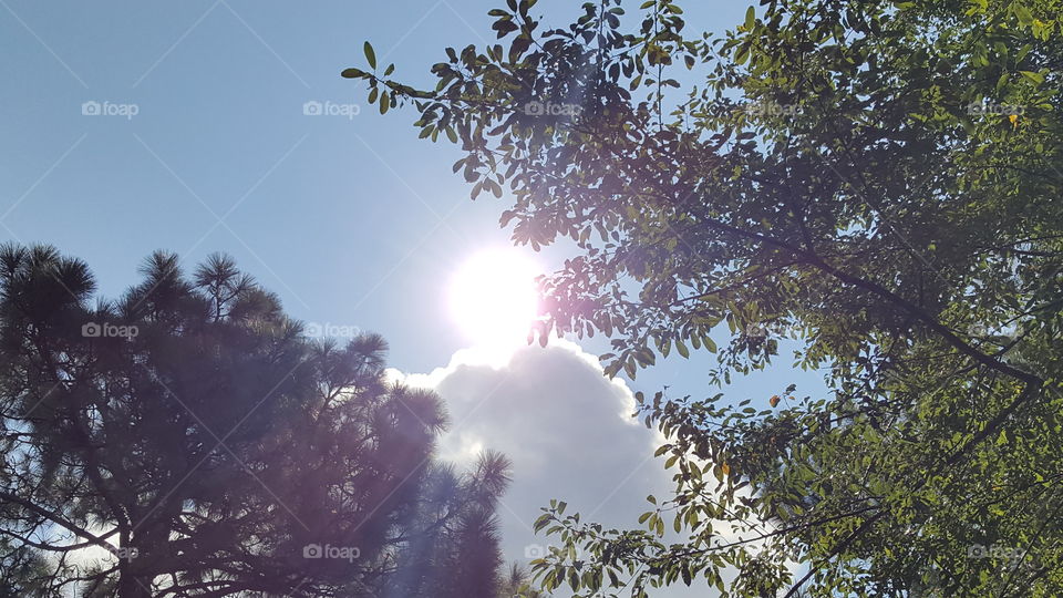 Peeking thru the trees