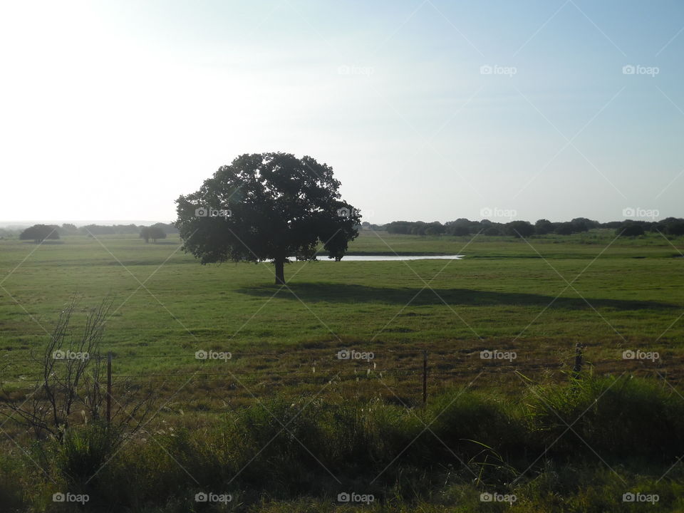 lonesome tree. This is a picture I took while celebrating Labor day weekend. 👣 🚶 🏃 🔥 💨