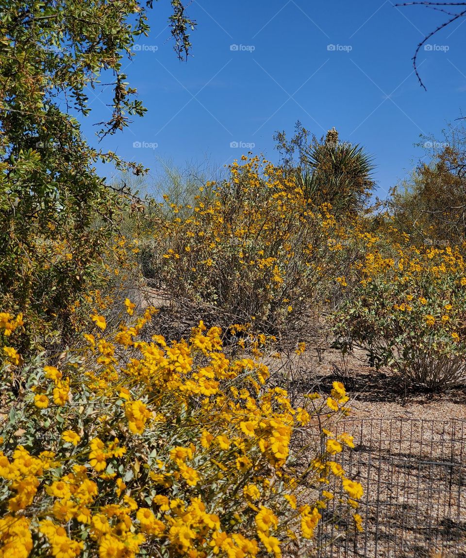 A Spring Day in rhe Arizona Desert