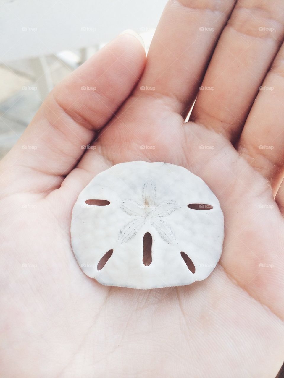 Sand dollar