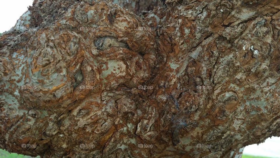 Tree trunk look like a little dragon face.