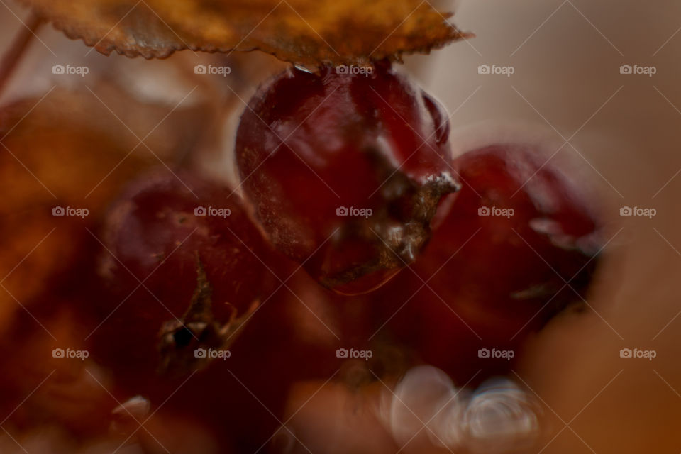 Autumn hawthorn berries macro photo