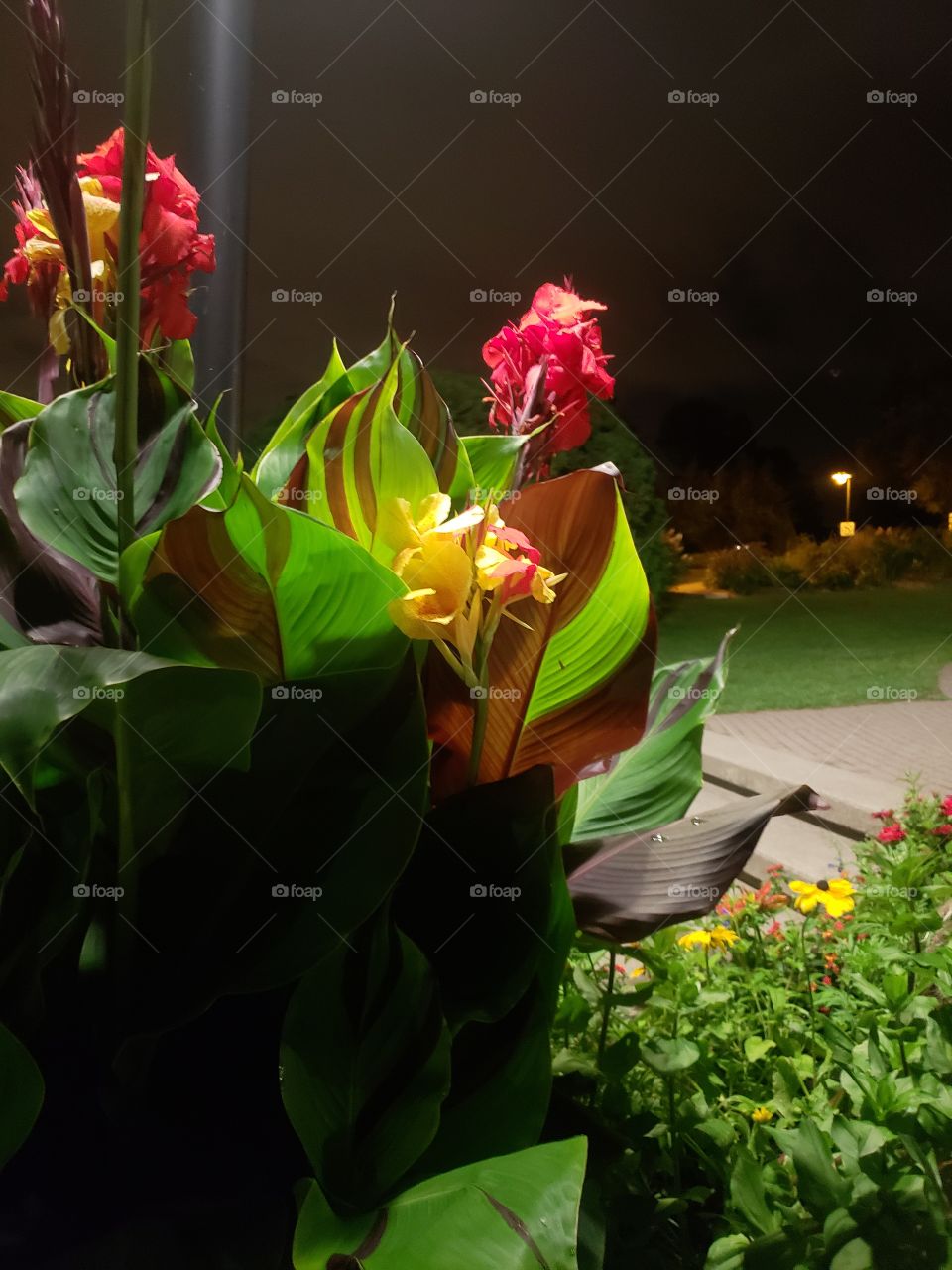 Flowers at night