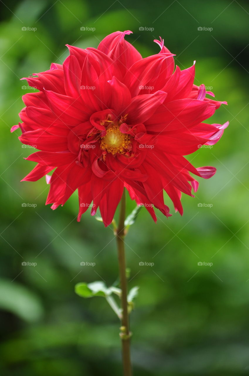 Dahlia flower