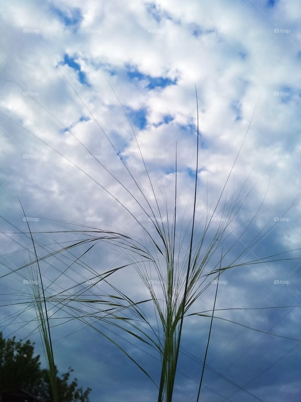 Колоски в степи