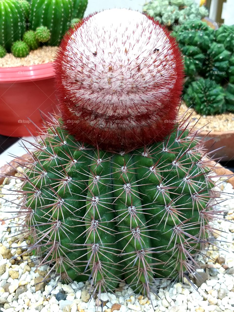 cactus. desert plant.