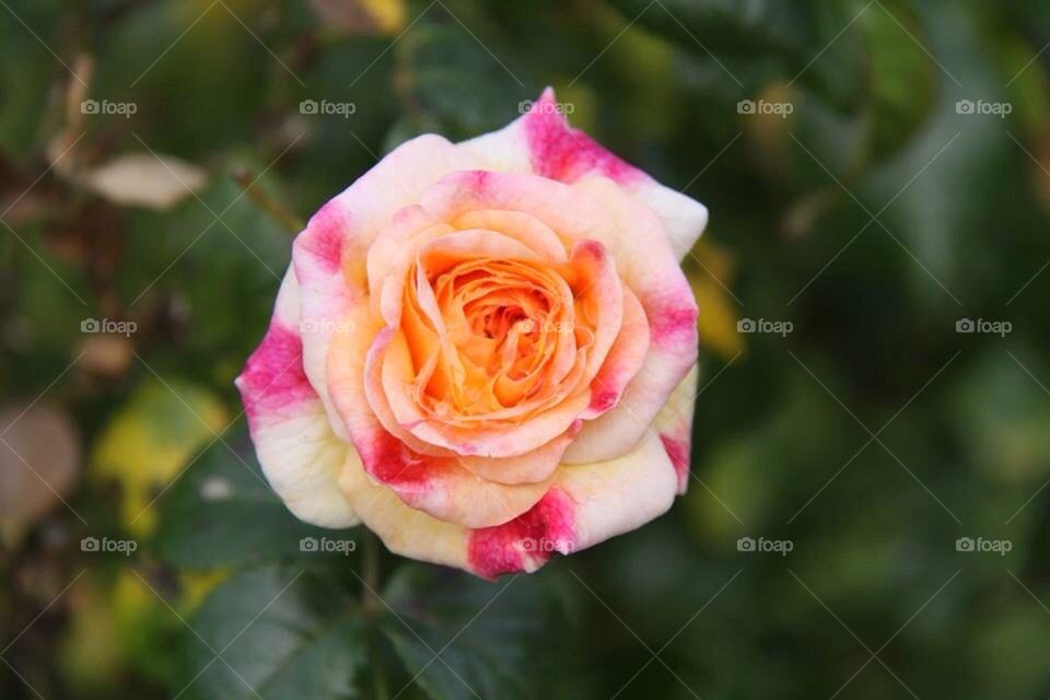 Garden Rose