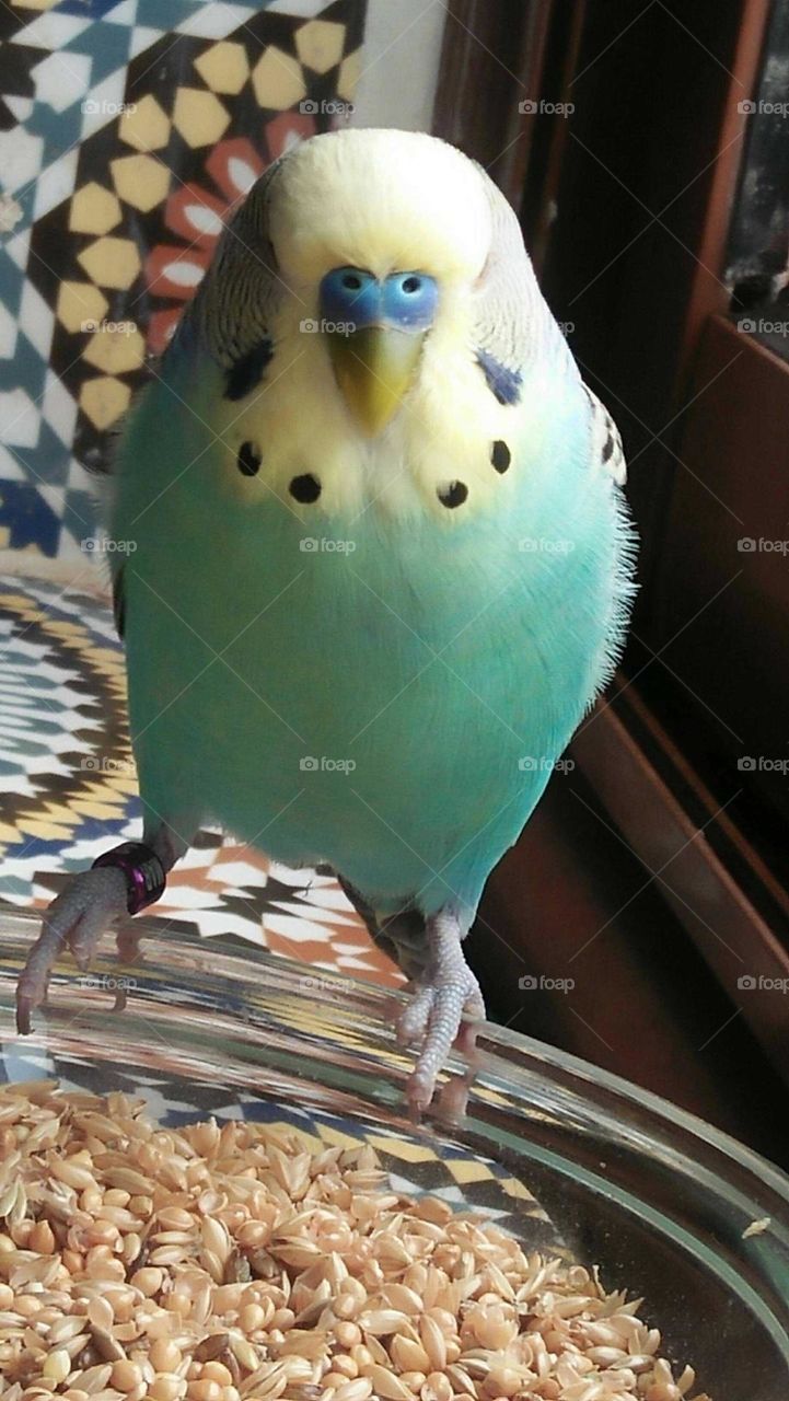 Beautiful multicolor parrot.