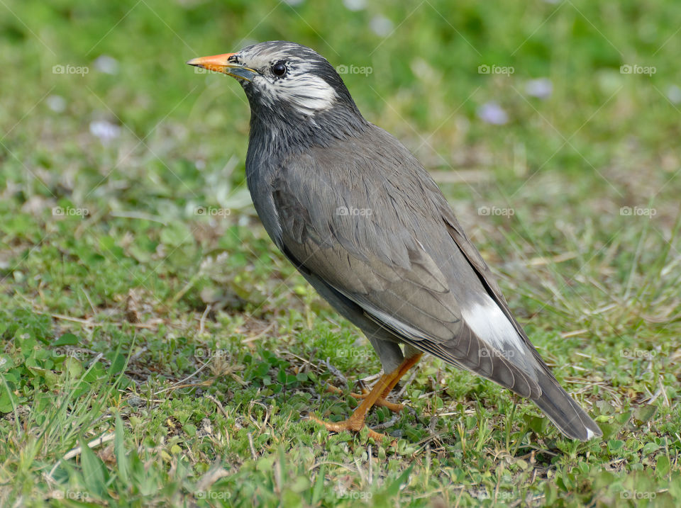 White Cheeked or Grey Starling, spodiopsar cineraceus. Distribution across Russian Far East, Mongolia, China, Korea, Japan, Taiwan and North Vietnam 