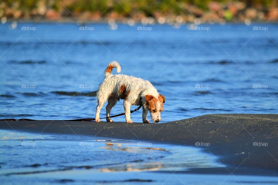 Dog at beach