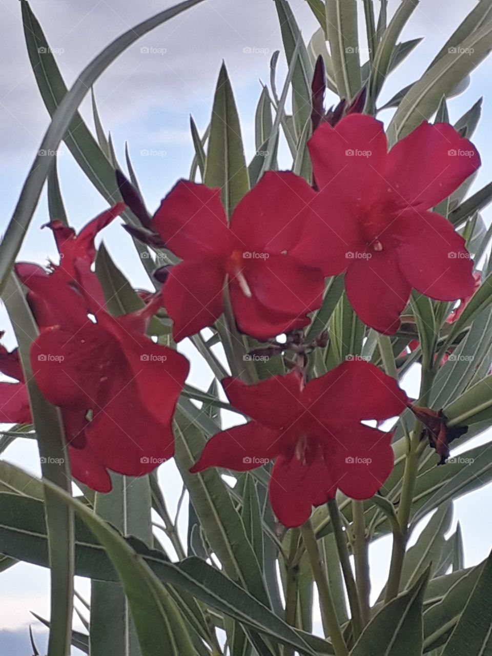 red oleander