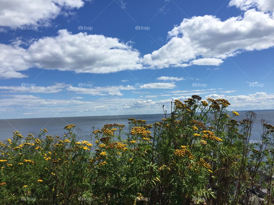 Lake Superior Northern Minnesota, blooming golden flowers and beautiful clouded scattered skies