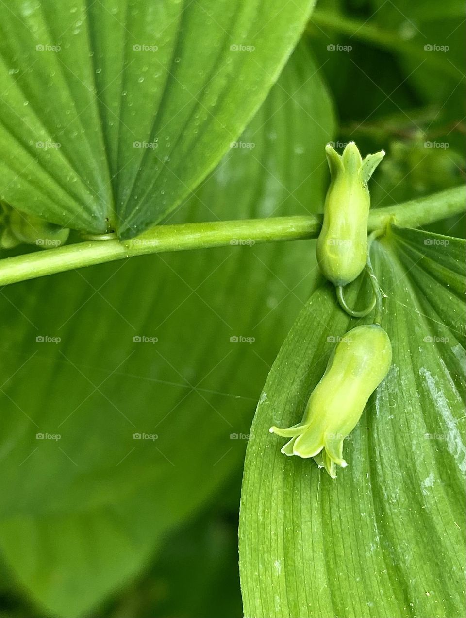 Tiny green flowers of Smooth Solomon’s Seal