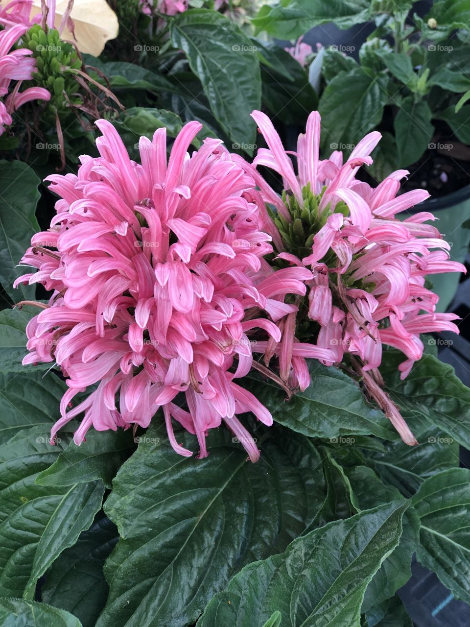 Pink flowers deep green leaves