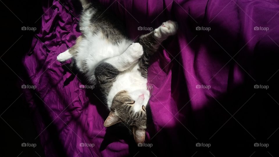 My sweet tabby cat Lilly is sleeping in shadow and sunlight on purple sheets on my bed.