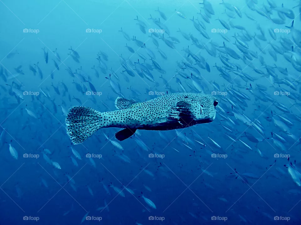 Diving