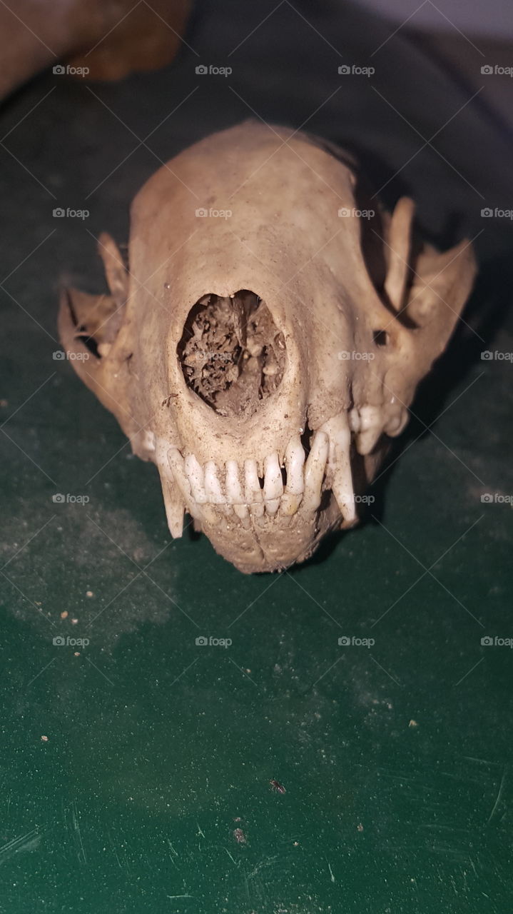 bones of an animal found under deck