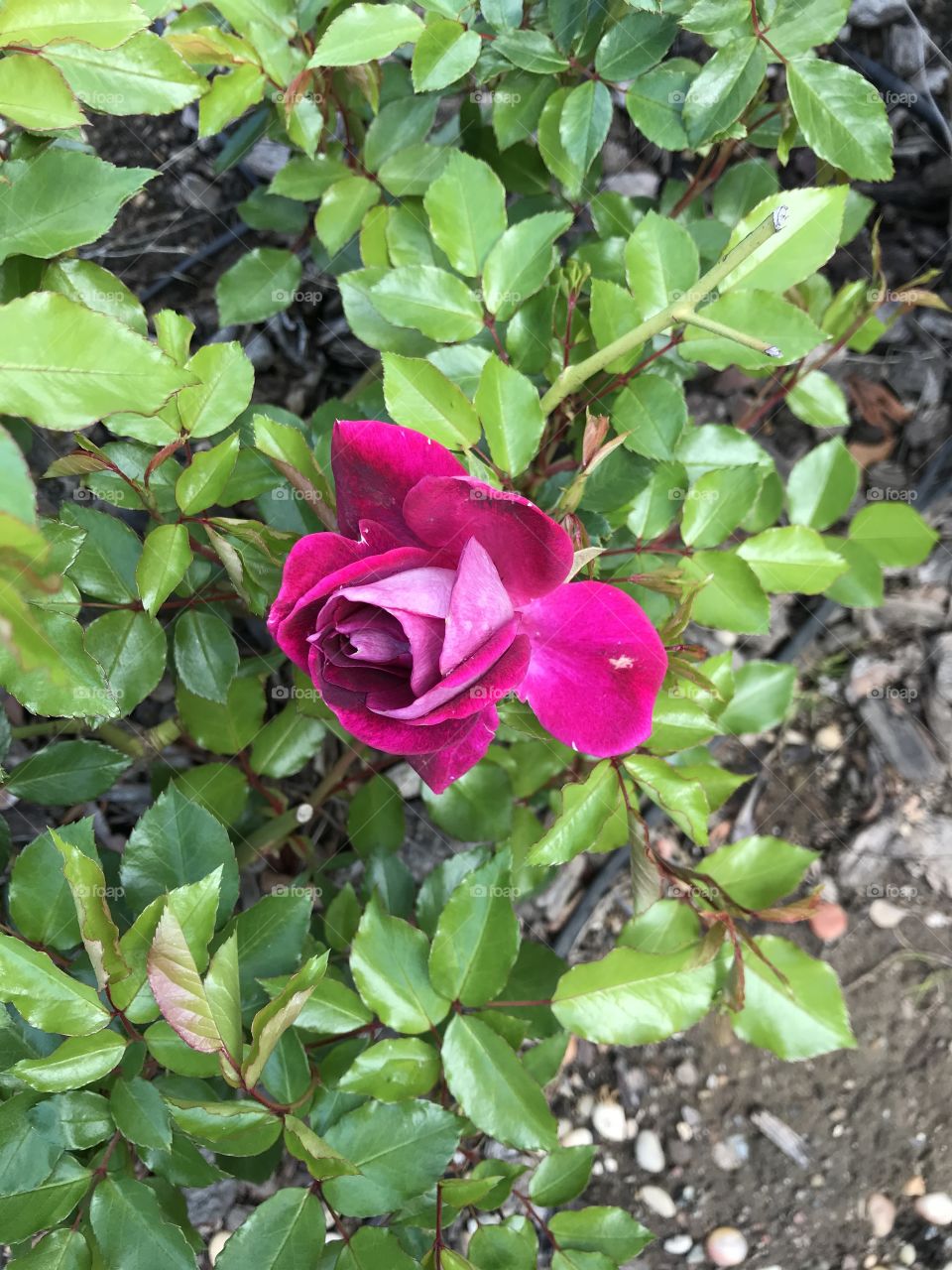 Purple and lavender rose 
