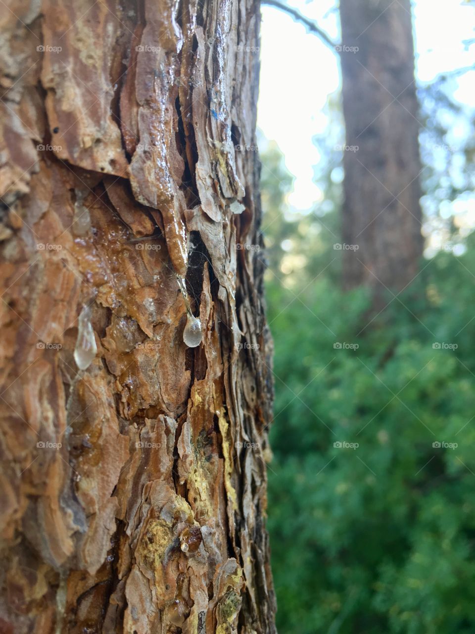 Tree sap