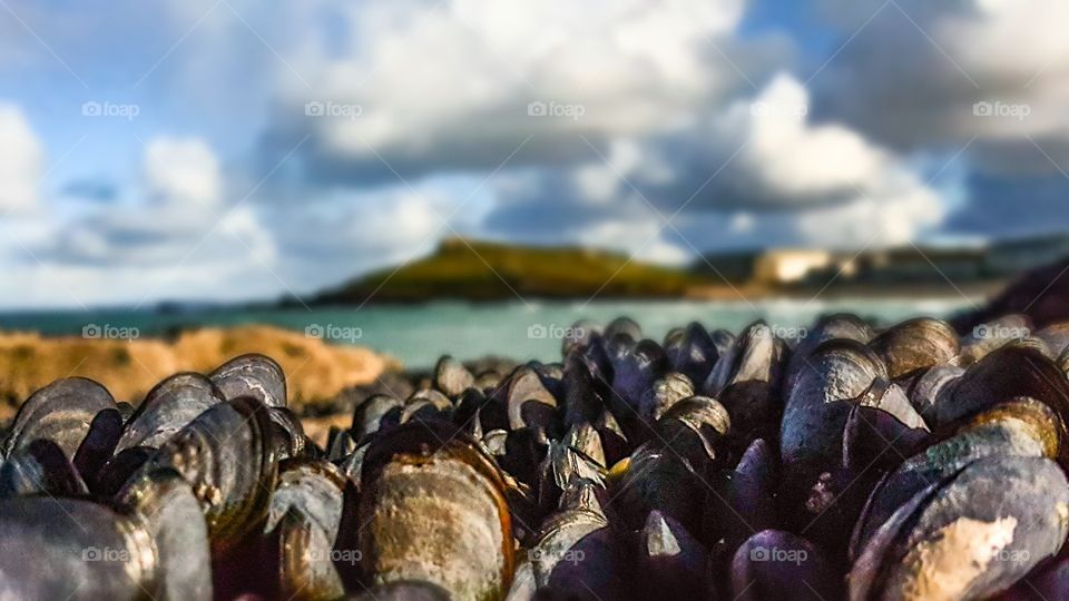 Seaside Mussel Rock Sealife