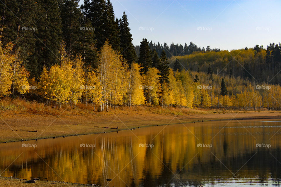 Aspen trees