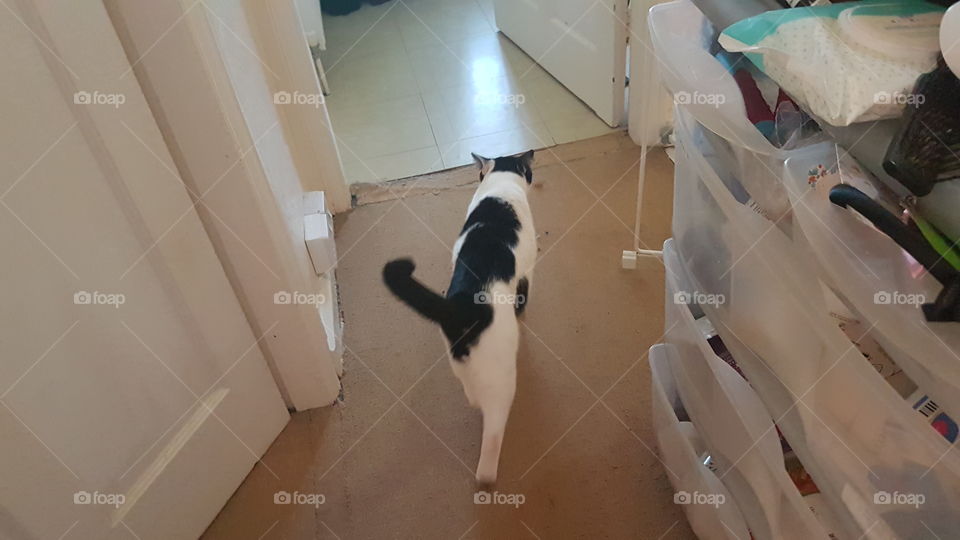 Charlie Walking Toooo cute!!