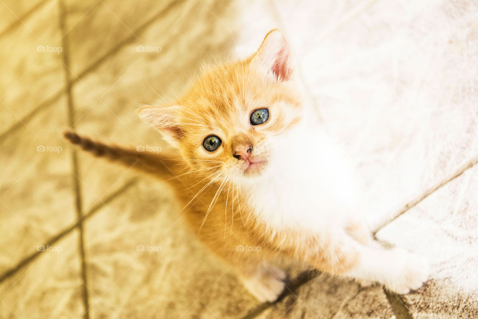 cute kitten posing