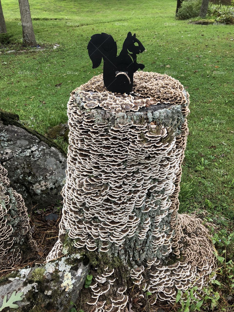 Tree stump with fungus