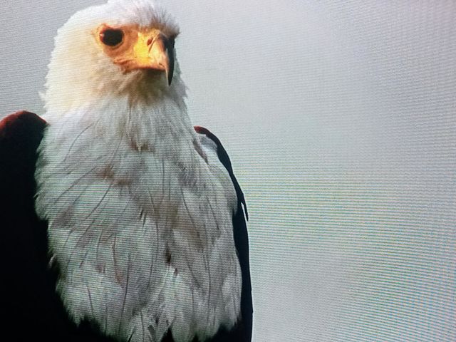 one eagle