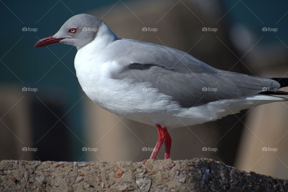 Red Billef Seagull